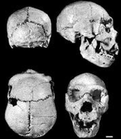 Homo Heidelbengensis