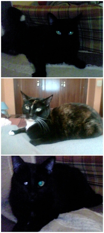 ¡Bienvenidos gatetes!