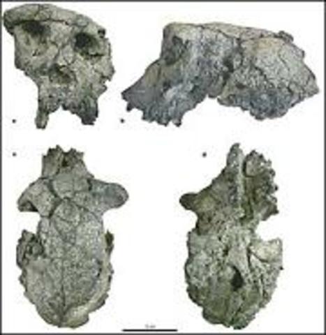 Toumaï (Sahelanthropus thadensis)