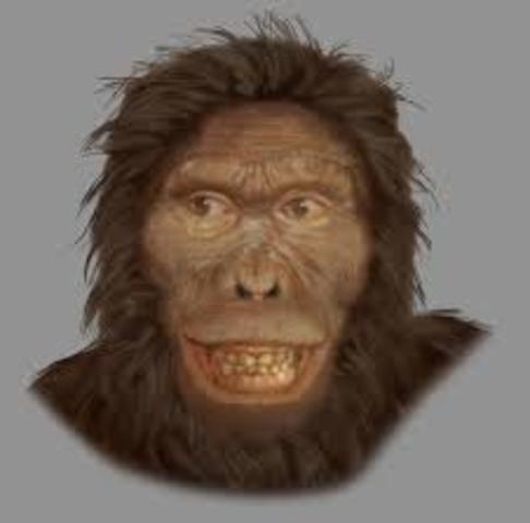 Australopithecus aficanus