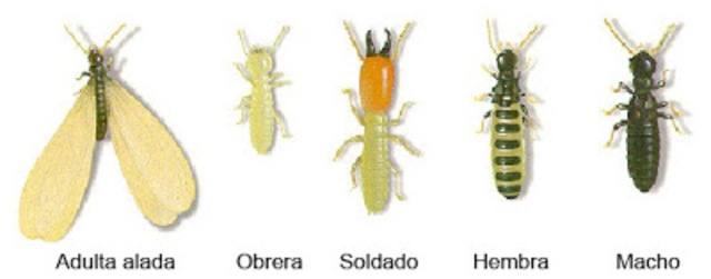 Insectos sociales