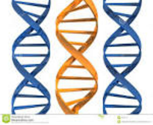 Confirmation of double helix