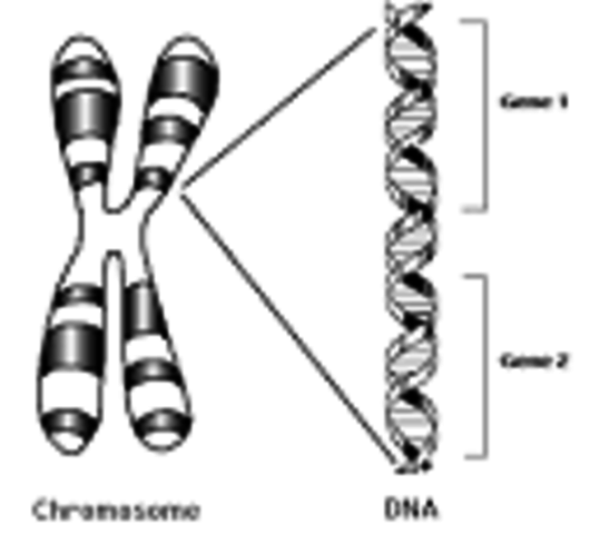 Chromosom Theory of Heredity