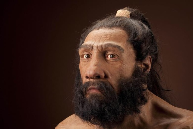 Homo Neanderthalensis