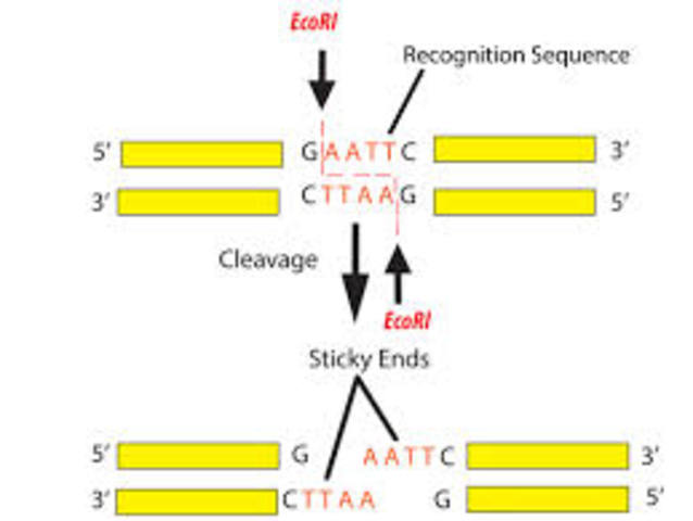 Restriction Enzyme