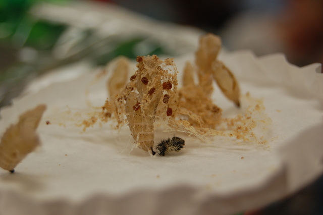 Today we examined the chrysalsis...