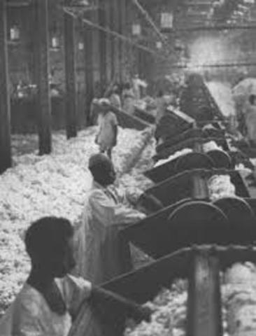 Desmotadore de algodón