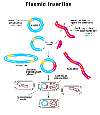 Plasmid Based Transformation