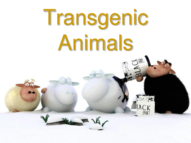Transgenic Animals