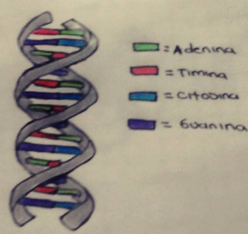 ESTUCTURA DEL ÁCIDO DESOXIRRIBONUCLEICO