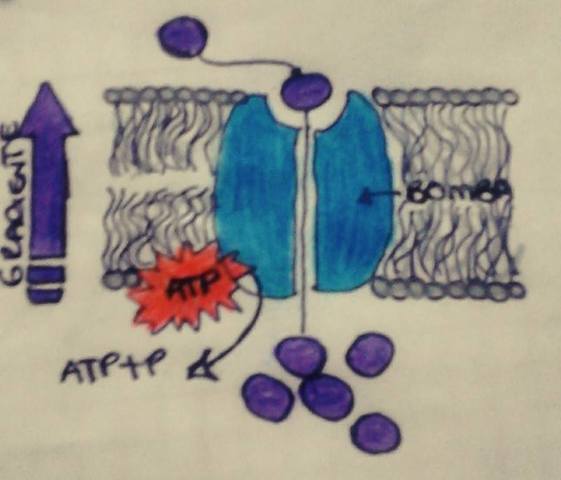 BOMBA DE SODIO-POTASIO
