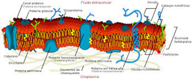 Membrana Celular
