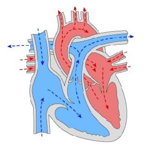 Superior vena Cava