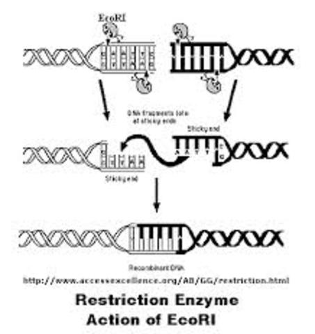 restriction enzyme analysis ( of DNA)