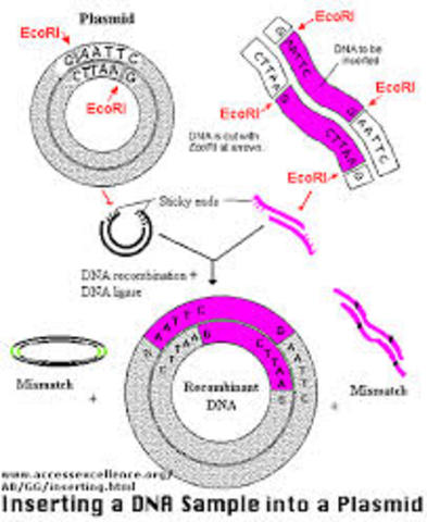 plasmid based transformation