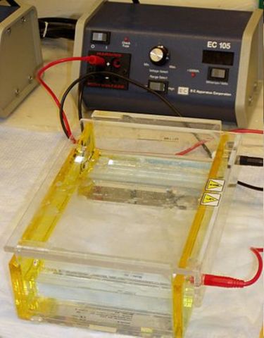 Gel Electrophoresis