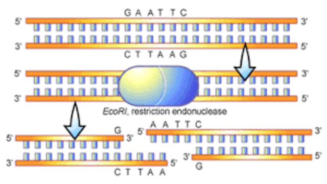 Restriction Enzyme Analysis ( of DNA)