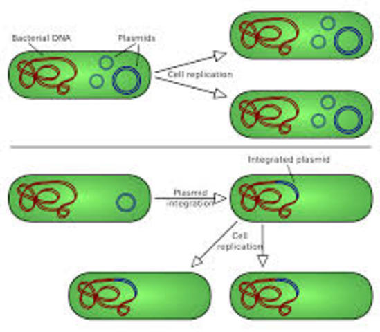 Plasmid Based Transformation