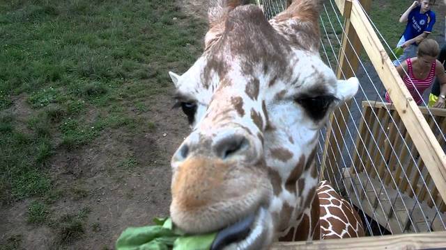 Fed Giraffes