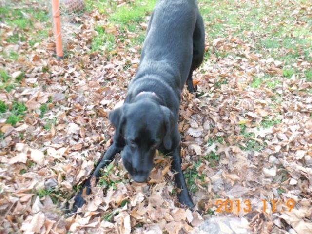 Harley's First Birthday