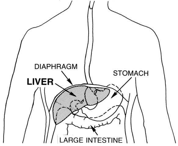 Living With Your Liver