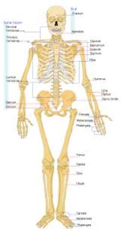 Skeletal System
