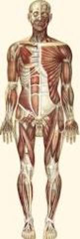 Muscular System