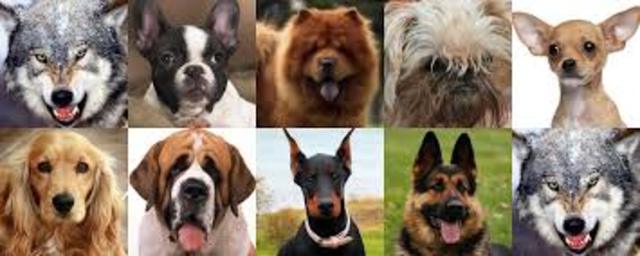 No hay representaciones de perros