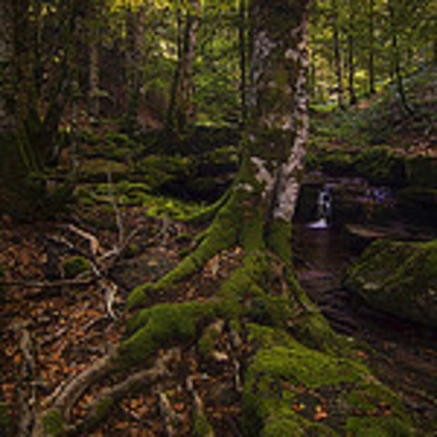 Naturaleza en el año 2003