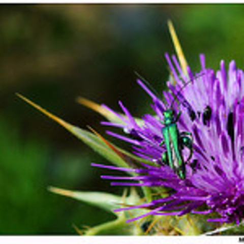 Naturaleza en el año 2007