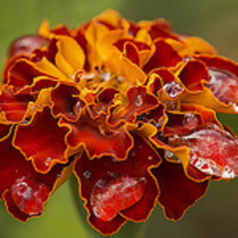 Naturaleza en el año 2009