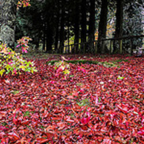 Naturaleza en el año 2005