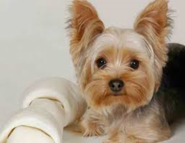 Sadie joined the family!