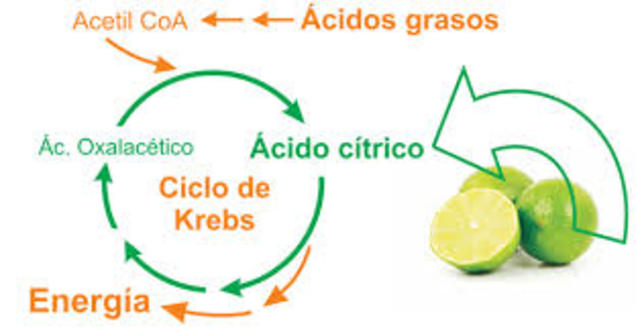 El ciclo de Krebs