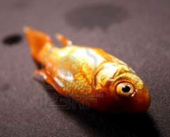 Mort de Mon Poisson