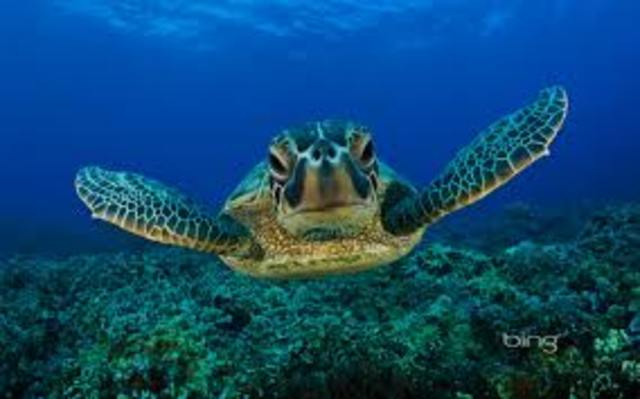 Why we shouldnt use plastic bags