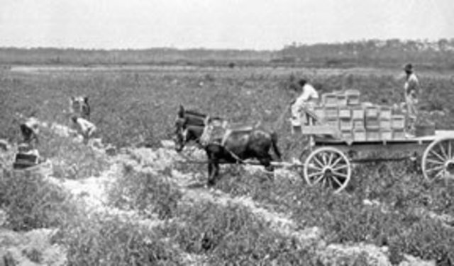 Henry Dedrick before War