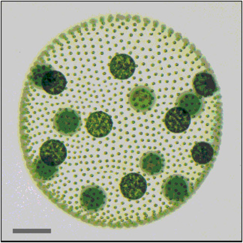 Multicellular organisms 1200 million years ago – Precambrian era