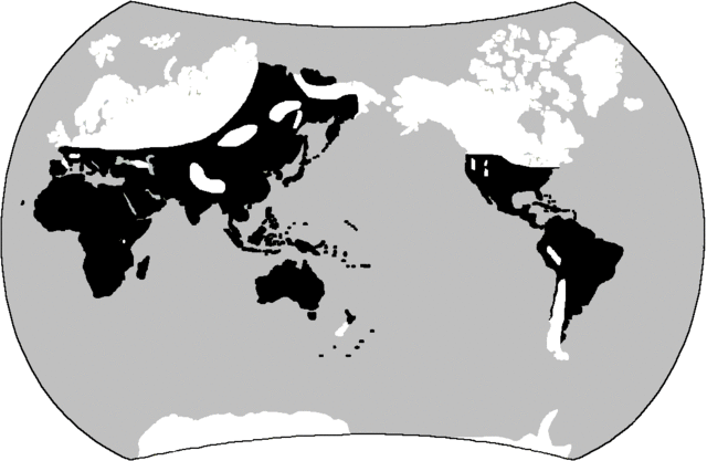 Ice Age - 1.8 million years – 10 000 years ago – Cenozoic era