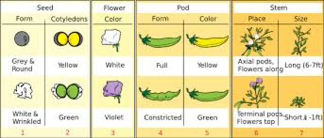 Gregor Mendel publishes paper on Pea Genetics