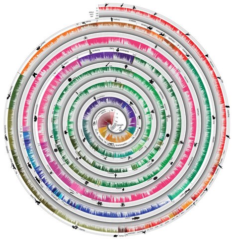 Temple University publishes Time Tree of Life