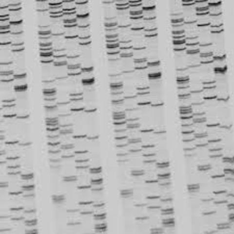 Rapid Sequencing of DNA