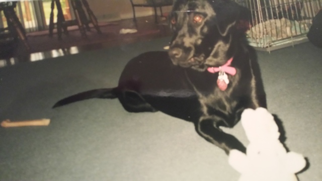 Mi Perro Murio En Deciembre