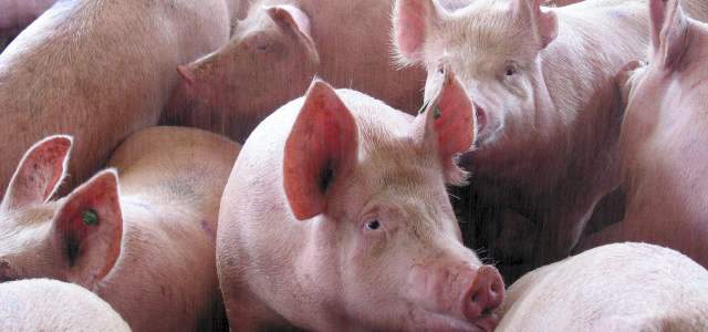 Andrés Ayerbe Sinisterra Universidad San buenaventura