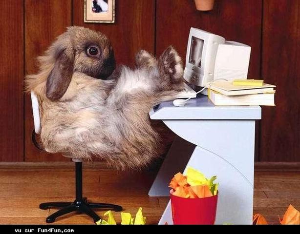 La lapine a eu son bac S.