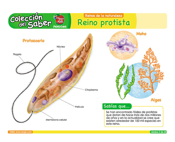 Reino Protista
