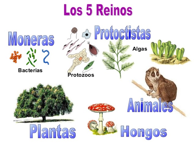 LOS REINOS DE LA NATURALEZA