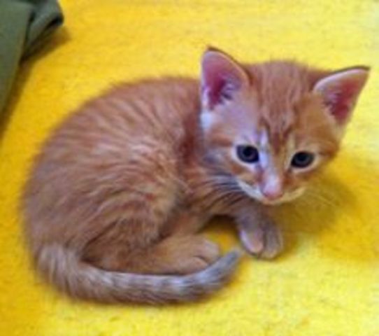 McGarret: Crime fighting super cat.