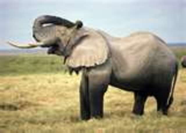 Shooting an Elephant