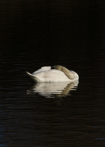 - now  Freelance Researcher